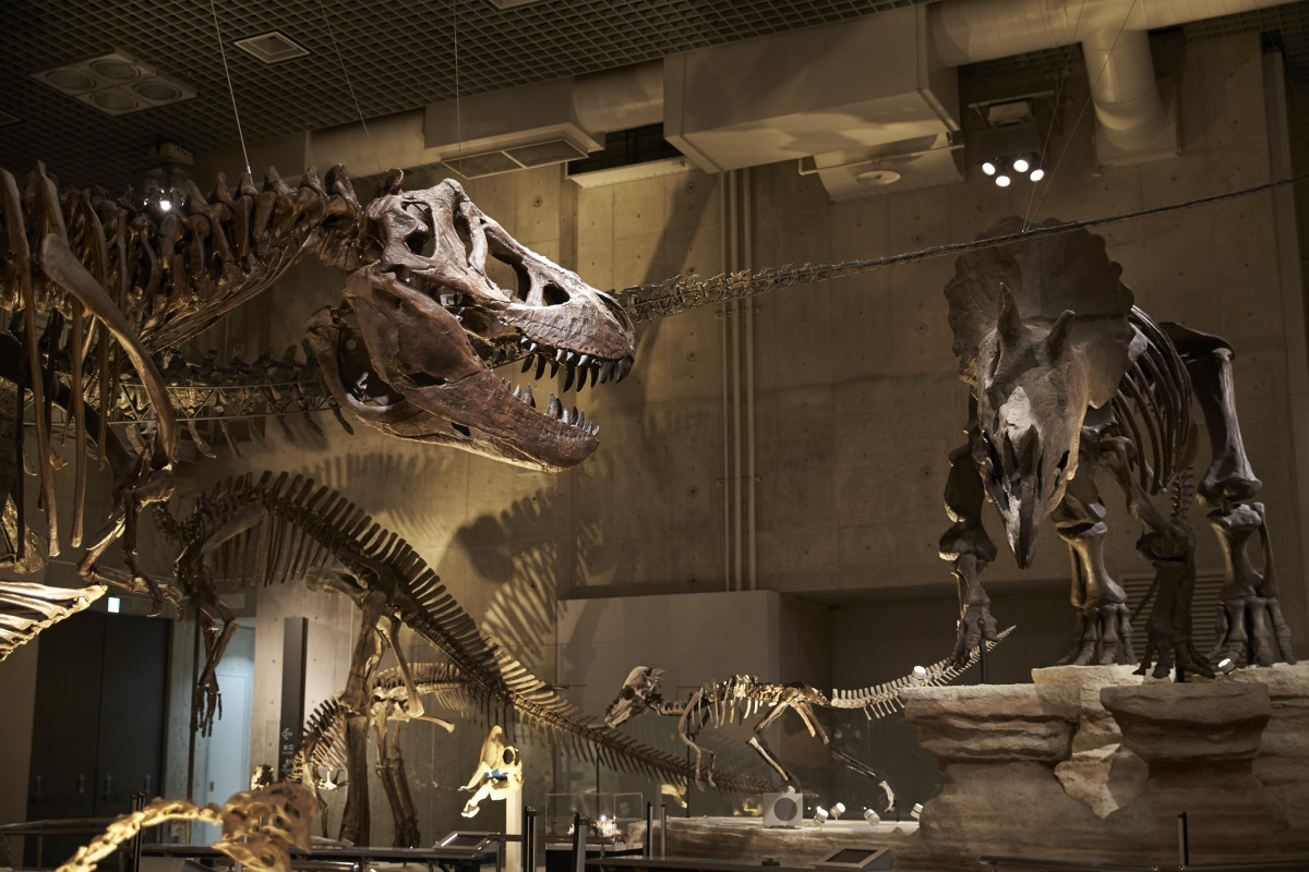 地球館B1F 恐竜の謎を探る